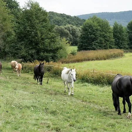 Blackjack Ranch Отель типа 