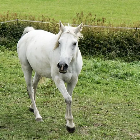 Blackjack Ranch Отель типа 