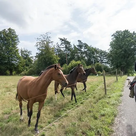 Blackjack Ranch Отель типа 
