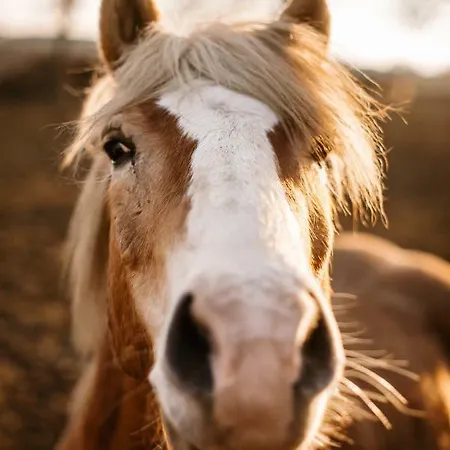 Blackjack Ranch Отель типа 